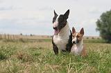 BULL TERRIER MINIATURE 054